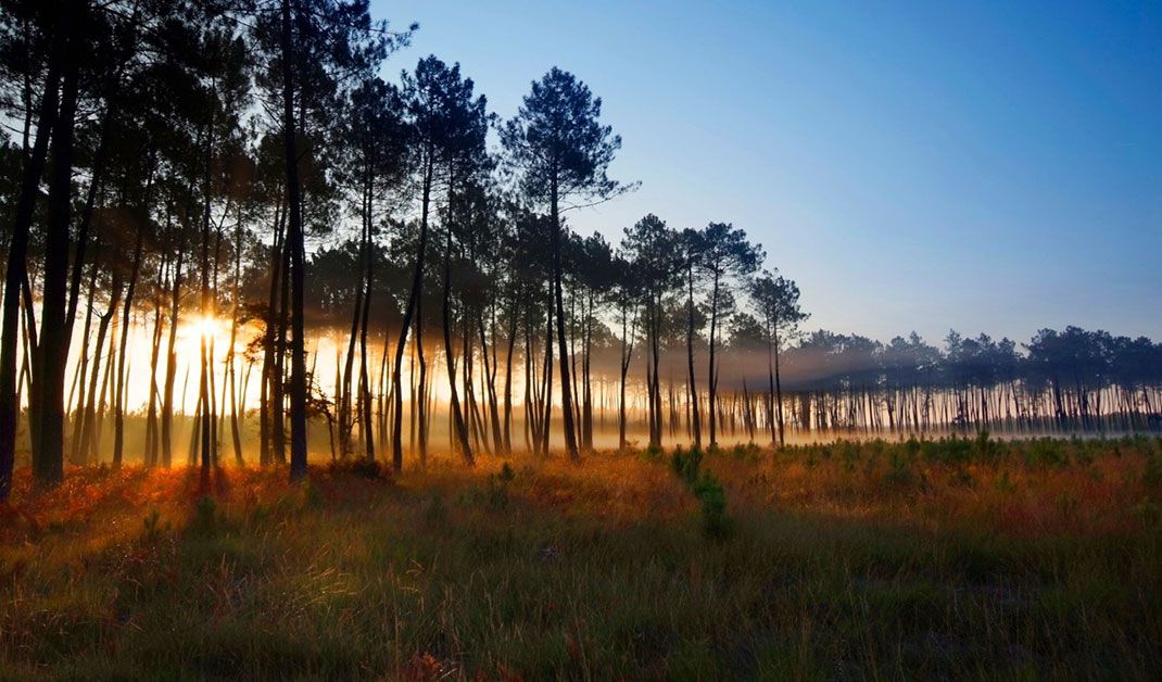 Photo d'une forêt landaise au coucher du soleil